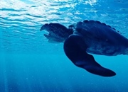 آرکلون: غول لاک‌پشت‌های ماقبل تاریخ | حقایقی درباره لاک‌پشت حکمران