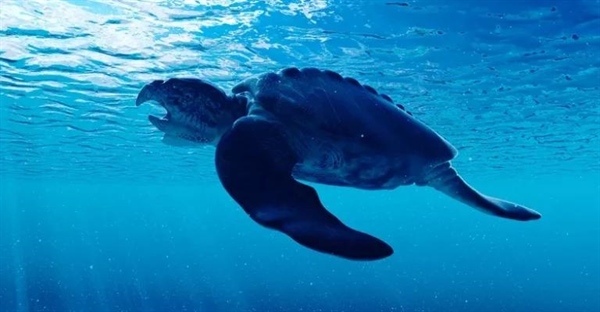 آرکلون: غول لاک‌پشت‌های ماقبل تاریخ | حقایقی درباره لاک‌پشت حکمران