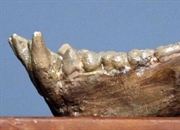 پلیوپیتکوس: راز میمون گمشده عصر میوسن | Pliopithecus