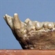 پلیوپیتکوس: راز میمون گمشده عصر میوسن | Pliopithecus