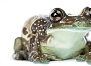 قورباغه شیری آمازون: حقایق شگفت‌انگیز، زیستگاه و رفتار