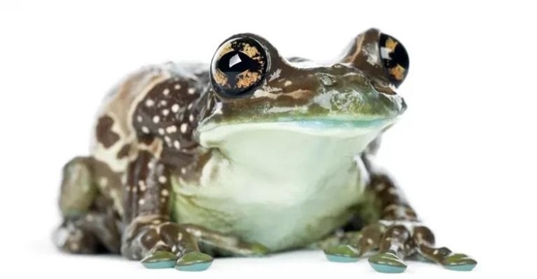 قورباغه شیری آمازون: حقایق شگفت‌انگیز، زیستگاه و رفتار