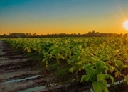 تنباکو: از تاریخچه تا کاربردهای نوین این گیاه شگفت‌انگیز