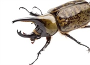 سوسک کرگدنی: غول شاخ‌دار دنیای حشرات - معرفی Dynastinae