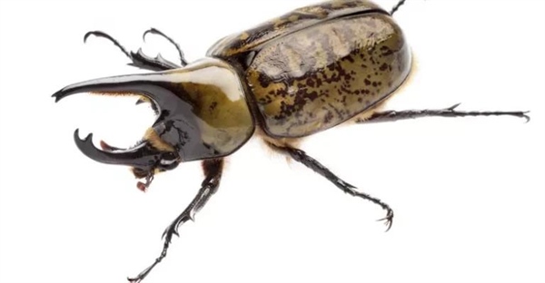 سوسک کرگدنی: غول شاخ‌دار دنیای حشرات - معرفی Dynastinae