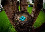 تخم رنگی پرندگان: ۸ جواهر طبیعی زیباتر از تخم‌مرغ عید پاک