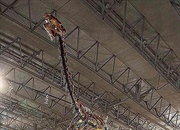 ۱۰ حقیقت شگفت‌انگیز درباره گیگانتوراپتور؛ غول بی‌دندان دوره کرتاسه!