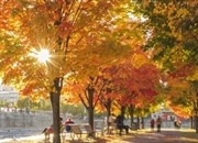 راز رنگ های پاییزی: چگونه آب و هوا تابلوی رنگارنگ طبیعت را رقم می زند؟