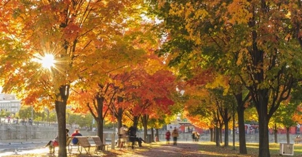 راز رنگ های پاییزی: چگونه آب و هوا تابلوی رنگارنگ طبیعت را رقم می زند؟