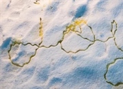 برف زرد: چرا برف زرد می‌شود و آیا خطرناک است؟