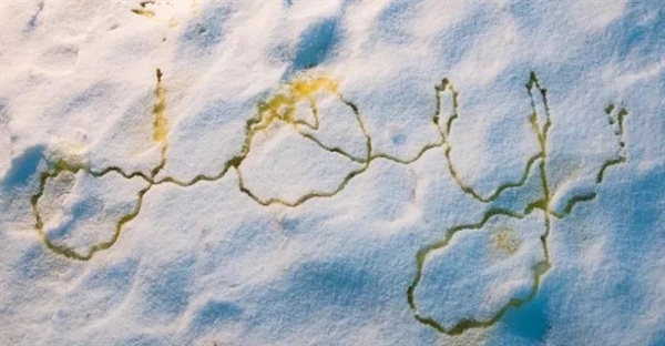 برف زرد: چرا برف زرد می‌شود و آیا خطرناک است؟