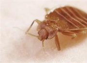 چرا ساس‌ها دوباره بازگشته‌اند؟ راهنمای جامع مقابله با ساس