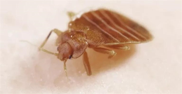 چرا ساس‌ها دوباره بازگشته‌اند؟ راهنمای جامع مقابله با ساس