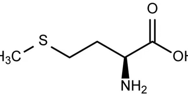 اسید آمینه ضروری چیست؟ راهنمای جامع + لیست کامل