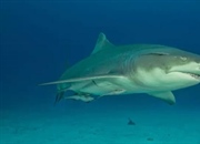 کوسه لیمویی: حقایق جالب، رفتار اجتماعی و وضعیت بقا