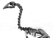 به دنیای پرندگان ماقبل تاریخ: عکس‌ها و اطلاعات کامل