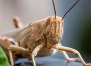 ملخ‌ها: رکوردداران بزرگترین دسته‌های حشرات در جهان