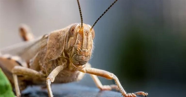 ملخ‌ها: رکوردداران بزرگترین دسته‌های حشرات در جهان