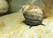 حلزون لیتورینا خوراکی: بررسی زیستگاه، تغذیه و اثرات زیست محیطی