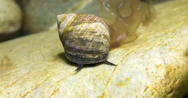 حلزون لیتورینا خوراکی: بررسی زیستگاه، تغذیه و اثرات زیست محیطی