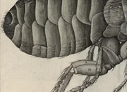 زندگینامه رابرت هوک: کاشف سلول و پیشگام دنیای میکروسکوپی