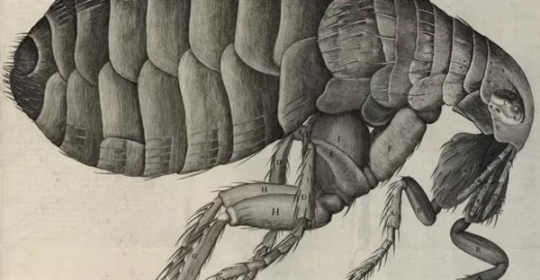 زندگینامه رابرت هوک: کاشف سلول و پیشگام دنیای میکروسکوپی