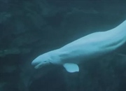 فسیل‌های پنهان ورمونت: از نهنگ سفید تا ماموت آمریکایی