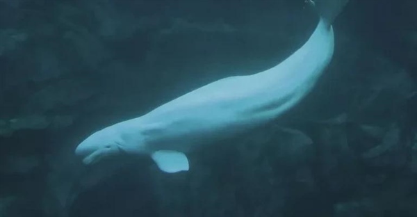 فسیل‌های پنهان ورمونت: از نهنگ سفید تا ماموت آمریکایی