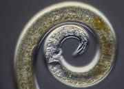 نماتدها (کرم‌های لوله‌��ی): ساختار، انواع و نقش حیاتی در اکوسیستم