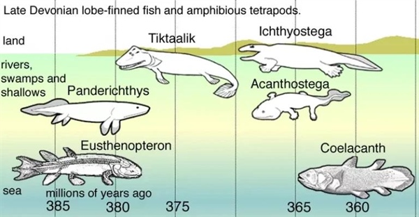 فتح ساحل: چگونه مهره‌داران اولیه خشکی را تسخیر کردند؟
