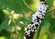 زنبور براکونید: ناجی باغ شما یا کابوس حشرات؟ (معرفی کامل)