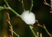 آب‌دزدک چیست؟ شناسایی، خطرات و روش‌های مقابله با حشرات آب دهان انداز!