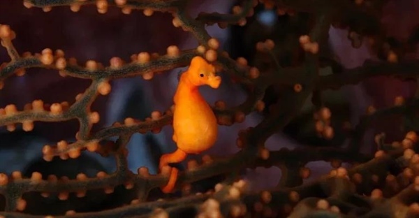 شگفتی‌های اسب دریایی کوتوله: هنرمندان استتار اعماق دریا