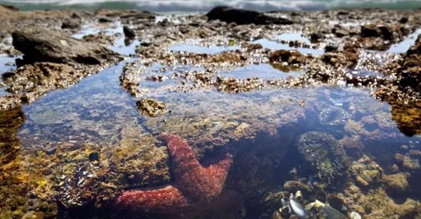 گودال جزر و مدی: دنیای شگفت‌انگیز زندگی دریایی در ساحل