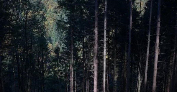 ترسناک‌ترین داستان‌های پریان: وقتی کودکی رنگ خون می‌گیرد!