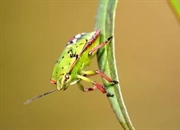 هگزاپودها: دنیای شگفت‌انگیز شش‌پایان