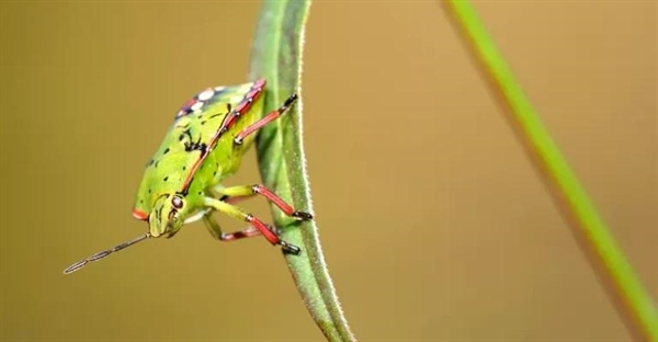 هگزاپودها: دنیای شگفت‌انگیز شش‌پایان