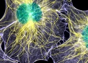 میکروتوبول‌ها: ستون فقرات سلولی و نقش آن‌ها در حرکت و تقسیم سلولی