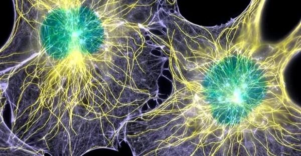 میکروتوبول‌ها: ستون فقرات سلولی و نقش آن‌ها در حرکت و تقسیم سلولی