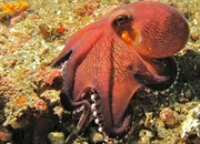 11 حیوان شگفت‌انگیز که از ابزار استفاده می���کنند: از اختاپوس نارگیلی تا مورچه سنگ‌انداز!