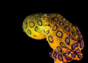 هشت پای حلقه آبی: آشنایی با مرگبارترین موجود اقیانوس