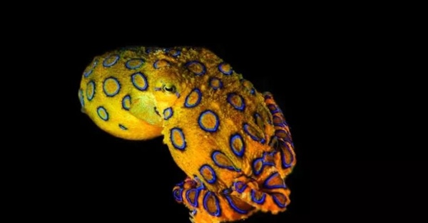 هشت پای حلقه آبی: آشنایی با مرگبارترین موجود اقیانوس