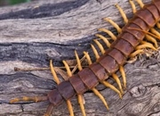 شگفتی‌های دنیای صدپایان: حقایقی باورنکردنی درباره این موجودات مرموز!