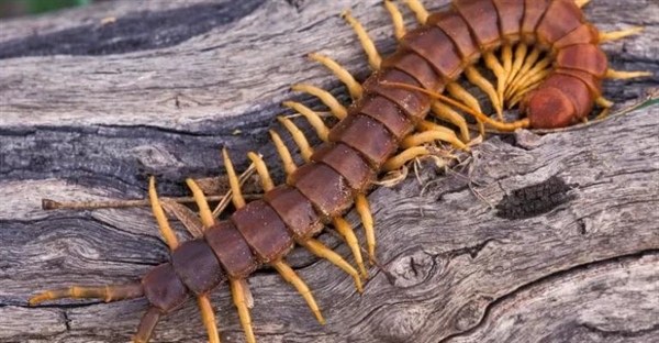 شگفتی‌های دنیای صدپایان: حقایقی باورنکردنی درباره این موجودات مرموز!