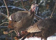 بوقلمون: تاریخچه اهلی‌سازی، نژادها و نقش آن در تمدن‌های باستانی