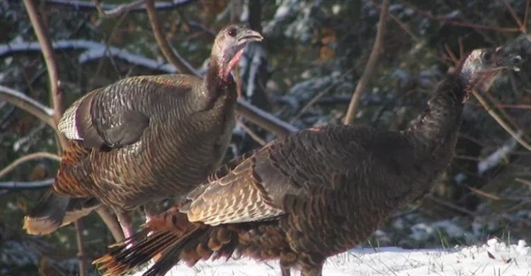 بوقلمون: تاریخچه اهلی‌سازی، نژادها و نقش آن در تمدن‌های باستانی