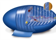 چرخه اسید سیتریک (کربس): راهنمای جامع تولید انرژی در سلول