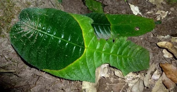 ریزش برگ و پیری درختان: راز خداحافظی پاییزی و بقای ز��ستانی