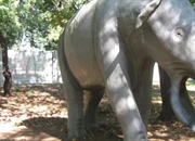 پلاتیبلودون: فیل دشت‌زی با دندان‌های بیل‌مانند