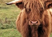 انواع گوشت در قرون وسطی: از سفره اشراف تا غذای دهقانان